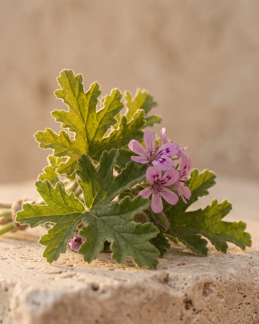 Fresh rose geranium leaves and soft pink flowers on warm travertine — the rosy, green scent of Delune Geranium Pure Essential Oil