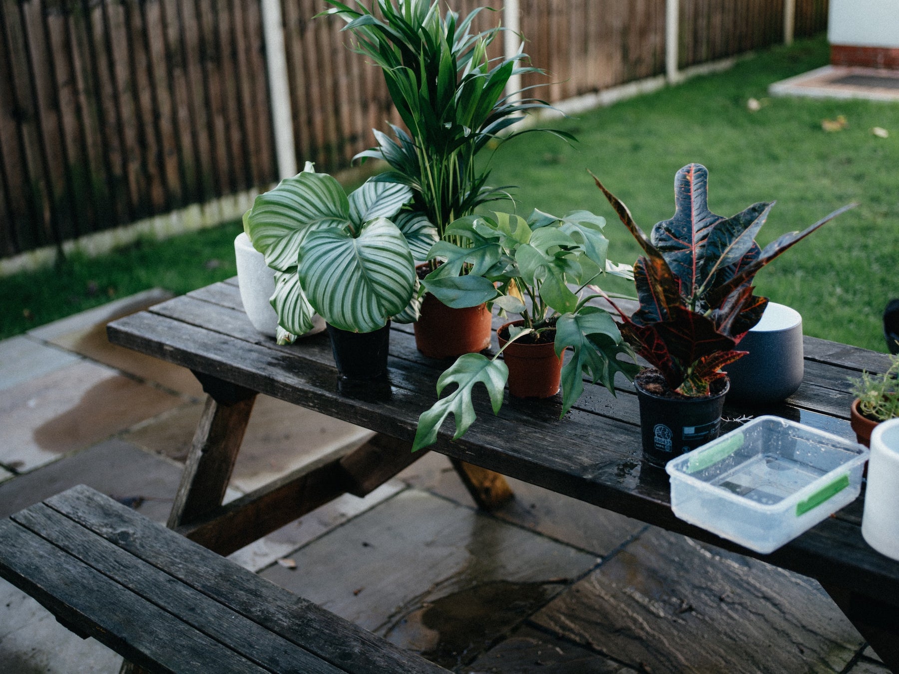 Plants & Aromatherapy: Can Essential Oils Harm Your Leafy Friends?