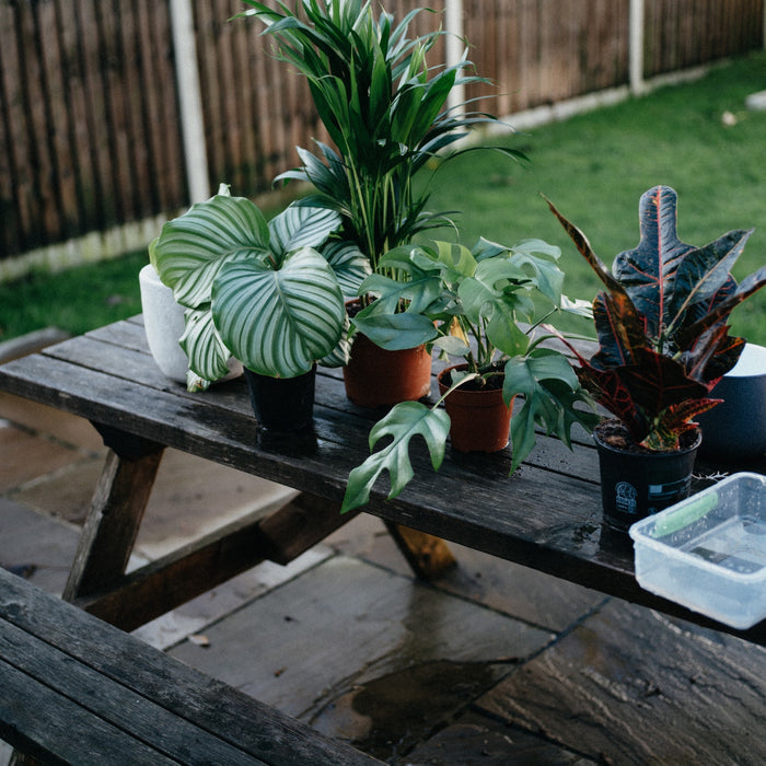Plants & Aromatherapy: Can Essential Oils Harm Your Leafy Friends?