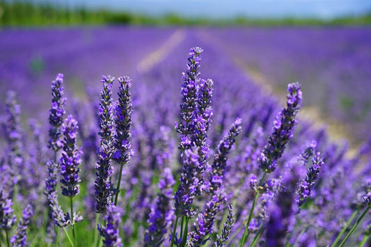 9 Lovely Benefits of Lavender Essential Oil (Yes, It's a Chill Miracle!)