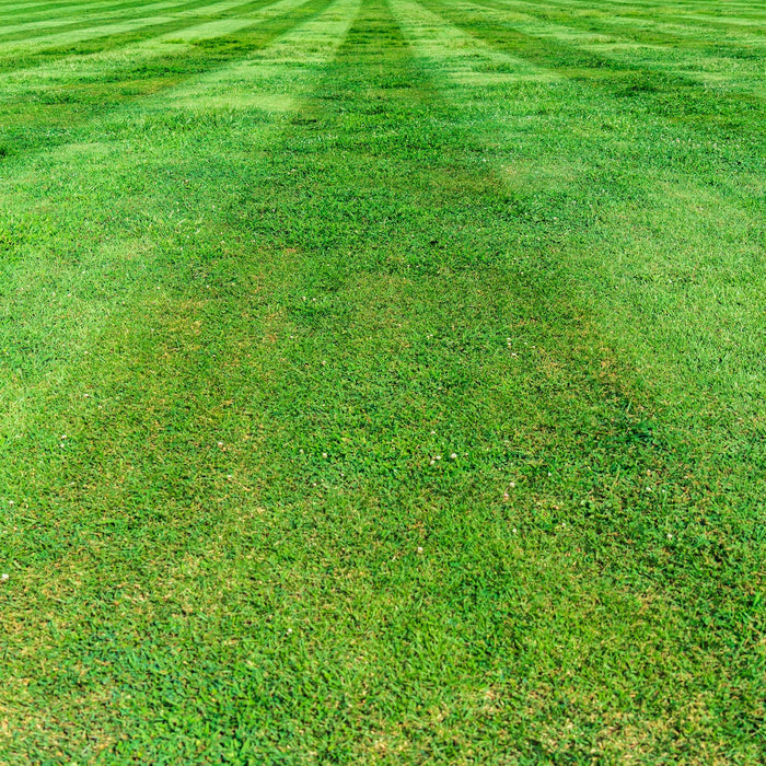 Grassy Dilemma: Can Essential Oils Harm Your Lawn?