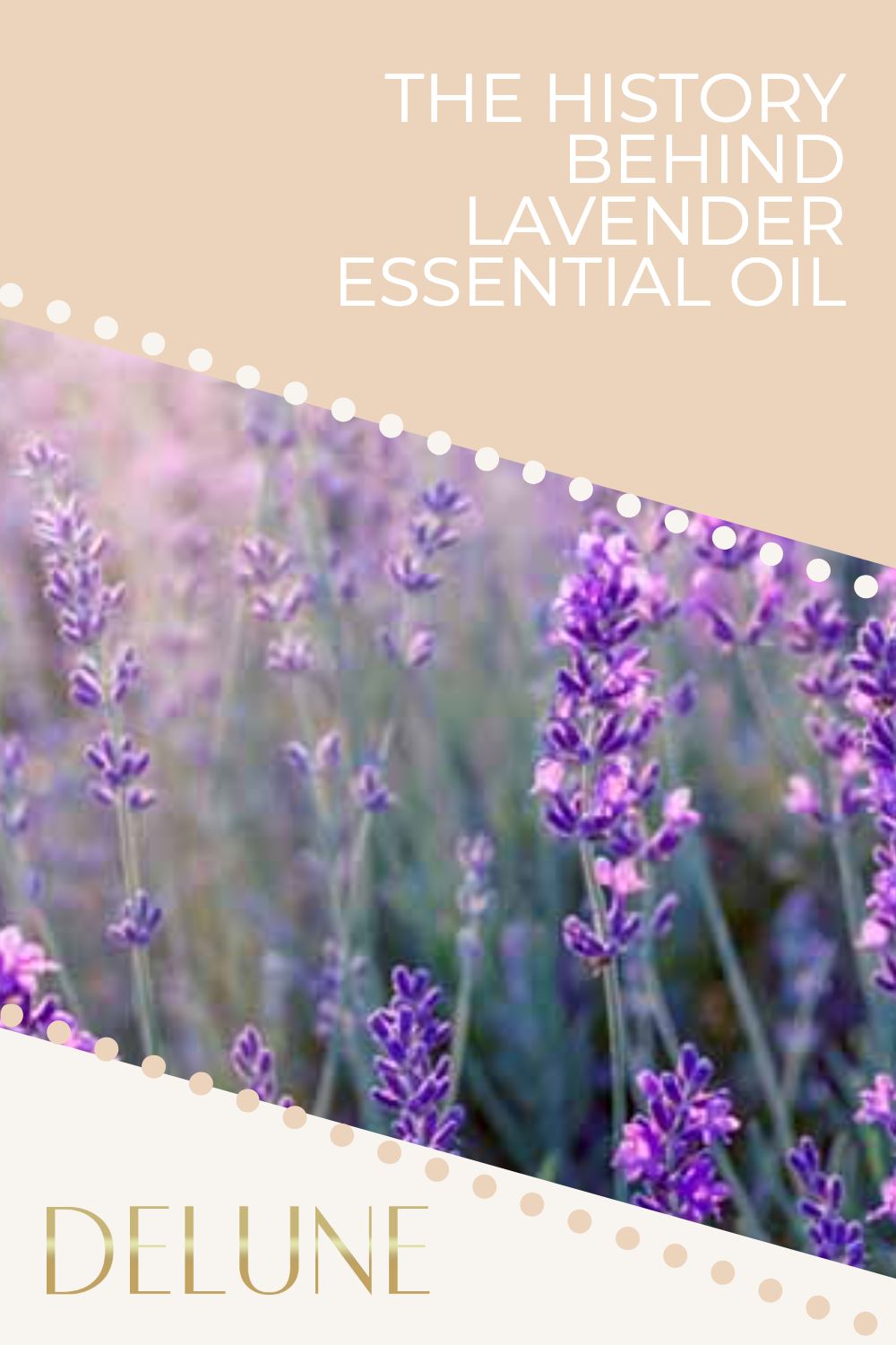 The History Behind Lavender Essential Oil