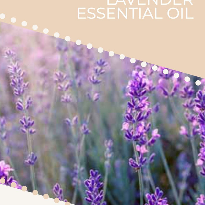 The History Behind Lavender Essential Oil