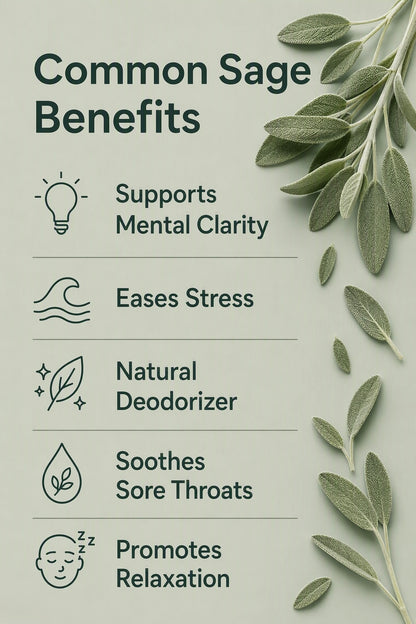 Common Sage Pure Essential Oil Benefits