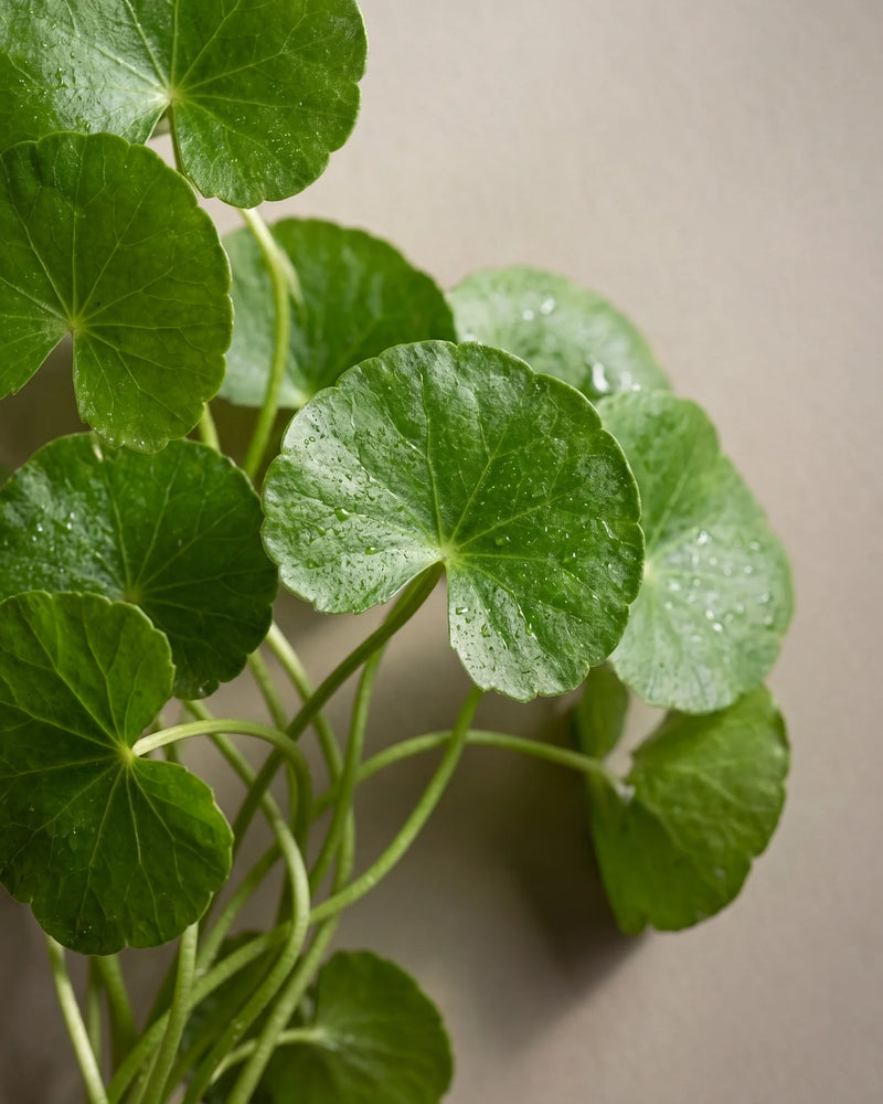 Delune Centella Asiatica Skin Extract botanical still life