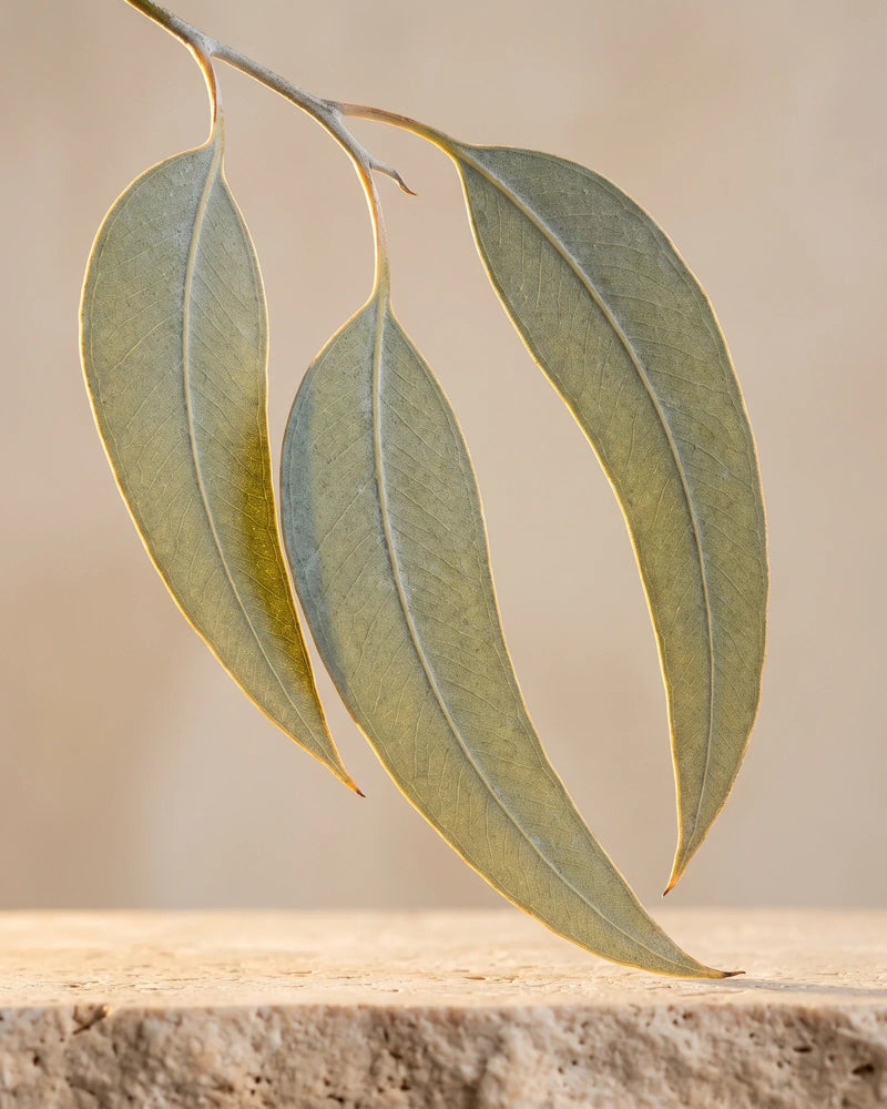 A fresh eucalyptus branch with silver-sage leaves backlit by warm sunlight — the clean, cooling scent of Delune Eucalyptus (Radiata) Pure Essential Oil