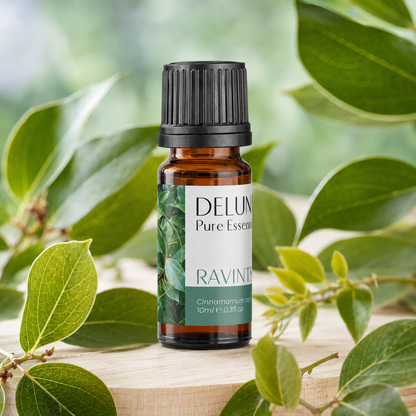 Ravintsara Pure Essential Oil with fresh Cinnamomum camphora foliage